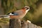 Hungry eurasian jay