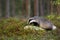 Hungry european badger sniffing mountain cranberries and white lichen in forest
