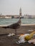Hungry European Herring Gull Larus argentatus Seagull looking for food in leftover trash waste in canals of Venice Italy