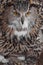 A hungry female eagle owl eagerly devours swallows, absorbs a mouse. Voracious big bird of prey and a little helpless mouse