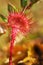 Hungry flowers sundews