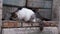 Hungry fluffy homeless cat is eating dry pet food and warily looking around at construction site, side view. Volunteers