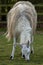 Hungry fluffy White Llama, Lama glama, grazing on grass