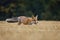 Hungry fox. Red fox, Vulpes vulpes, hunting voles on stubble. Fox running on field after corn harvest.