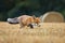 Hungry fox. Red fox, Vulpes vulpes, hunting voles on stubble. Fox running on field after corn harvest. Orange fur coat animal