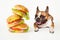 Hungry french bulldog looks at flying hamburger on white background