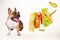 Hungry french bulldog looks at flying hamburger on white background