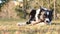 A hungry and funny border collie puppy plays and eats a wooden stick lying on the lawn.