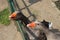 Hungry geese in the zoo