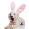Hungry gentleman bichon with easter bunny ears looks to side