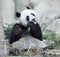 Hungry giant panda