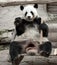 Hungry giant panda