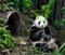 Hungry giant panda