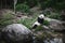 Hungry giant panda bear Ailuropoda melanoleuca eating bamboo leaves lying near stone on bank of the reservoir Wildlife