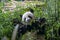 Hungry giant panda bear eating bamboo