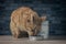 Hungry ginger cat eating in front of stacked cans of wet cat food.