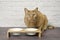 Hungry ginger cat beside a food dish looking to the camera and waiting for food.