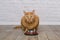 Hungry ginger cat sits behind empty bowl and loking at camera.