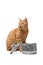 Hungry ginger cat stealing food from a cooking pot.