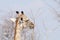 Hungry Giraffe looking for acacia fruits