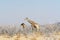 Hungry giraffes in thorny akazia field