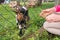 Hungry goat eating grass from hand. Animal feeding on the farm, feeding time at the petting zoo. Farm and farming concept, village