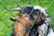 Hungry goats on the farm. Animal feeding, time at the petting zoo. Farm and farming concept, village weekend. Farm animals