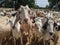 Hungry goats used to cleanup fields to prevent fires in California