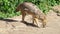 Hungry golden jackal sniffing ground in forest. Canis aureus golden wolf hunting in national park