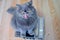 The hungry gray big long-haired British cat sits on the scales and licking. Concept weight gain during the New Year holidays,