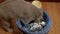 Hungry Gray British Domestic Cat Digs in Trash Can, Bucket in Search of Food. 4K