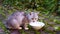 Hungry gray cat eats food from a plate in the yard