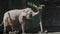 Hungry gray elephants pluck a branch with green leaves from tree with their trunk. Large female elephant grabs branch