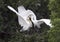 Hungry Great Egret children