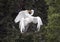 Hungry Great Egret children