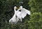 Hungry Great Egret children