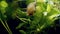 Hungry great pond snail open mouth and eat algae on glass and leaf of water soldiers aquatic plant in European coldwater biotope