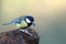 Hungry great tit eating seed