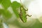 Hungry green caterpillars eat birch leaves on a tree