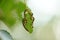 Hungry green caterpillars eat green birch leaves on a tree