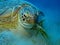 Hungry Green Turtle - Chelonia mydas