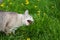 Hungry grey cat eating grass and grazing outdoor