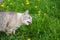Hungry grey cat eating grass and grazing outdoor