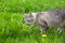 Hungry grey cat eating grass and grazing outdoor