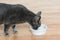 Hungry grey cat looking to an emty food bowl. Cat on diet