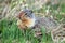 Hungry Ground Squirrel