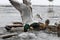 Hungry gull and mallard fighting for food