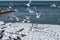 Hungry gulls circling over the winter beach in search of food on