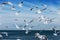 Hungry gulls circling over the winter beach in search of food on