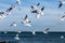 Hungry gulls circling over the winter beach in search of food on